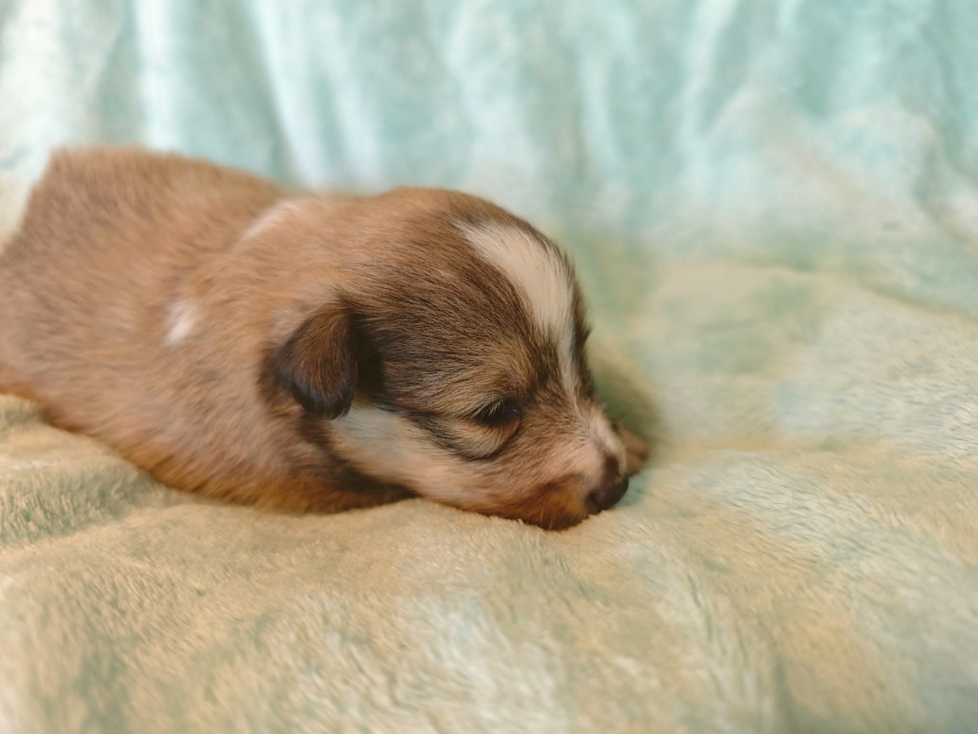 De La Tribu De Kiswana - Chiots disponibles - Shetland Sheepdog