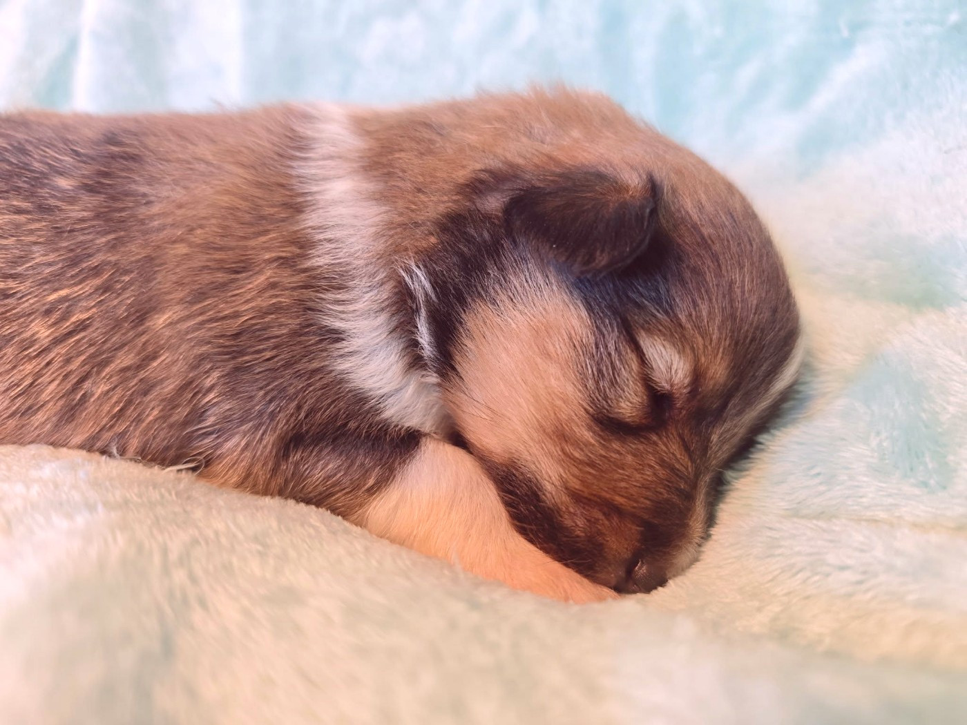 De La Tribu De Kiswana - Chiots disponibles - Shetland Sheepdog