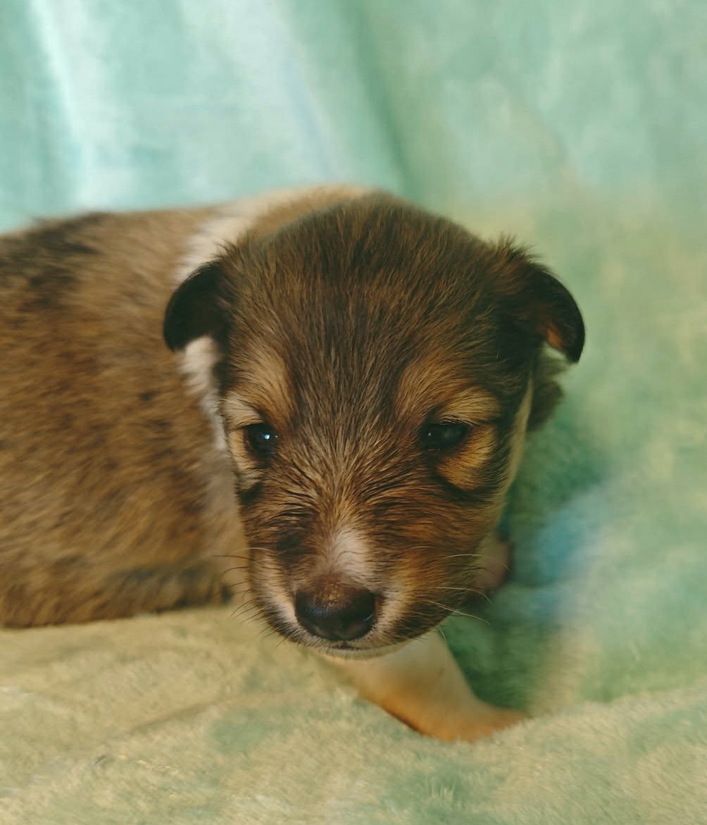 De La Tribu De Kiswana - Chiots disponibles - Shetland Sheepdog