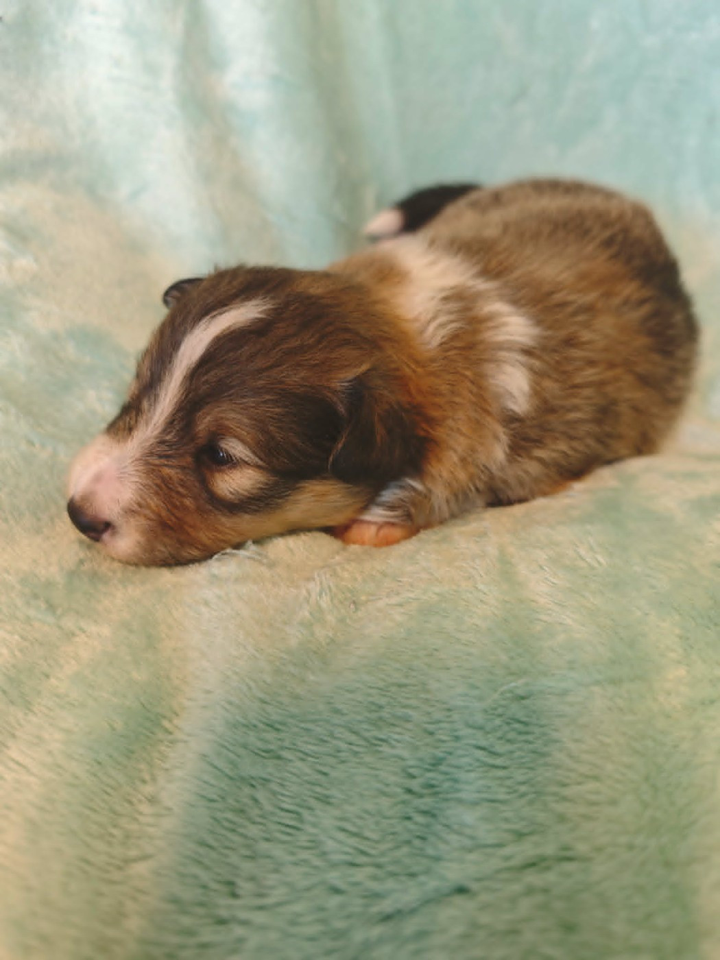 De La Tribu De Kiswana - Chiots disponibles - Shetland Sheepdog