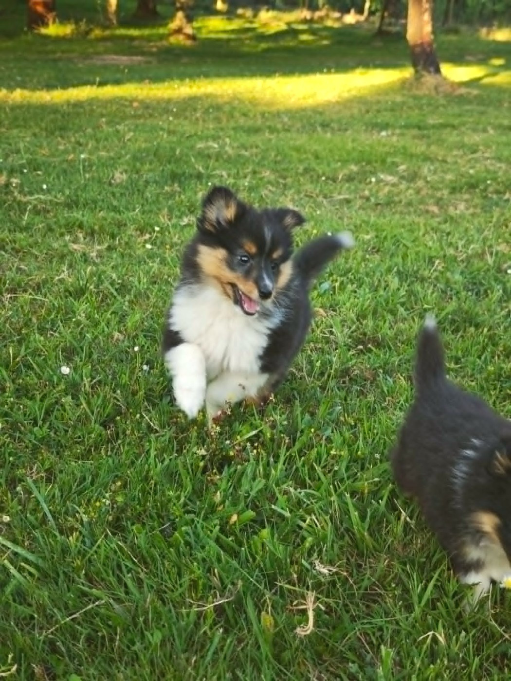 De La Tribu De Kiswana - Chiots disponibles - Shetland Sheepdog