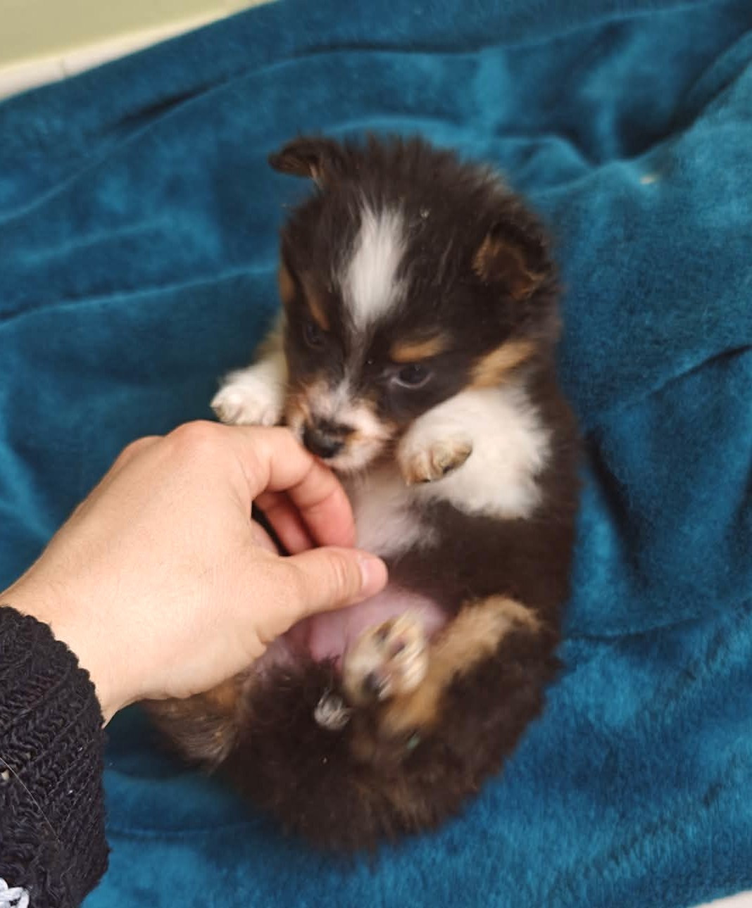 De La Tribu De Kiswana - Chiots disponibles - Shetland Sheepdog
