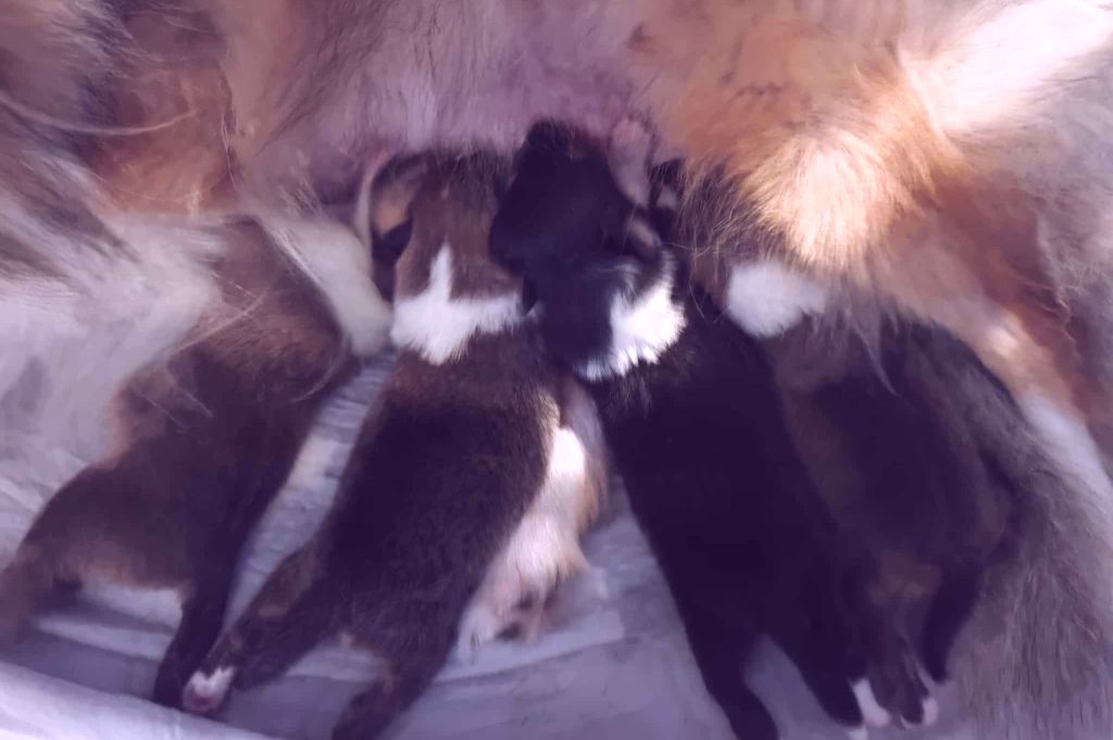 Chiot Shetland Sheepdog De La Tribu De Kiswana