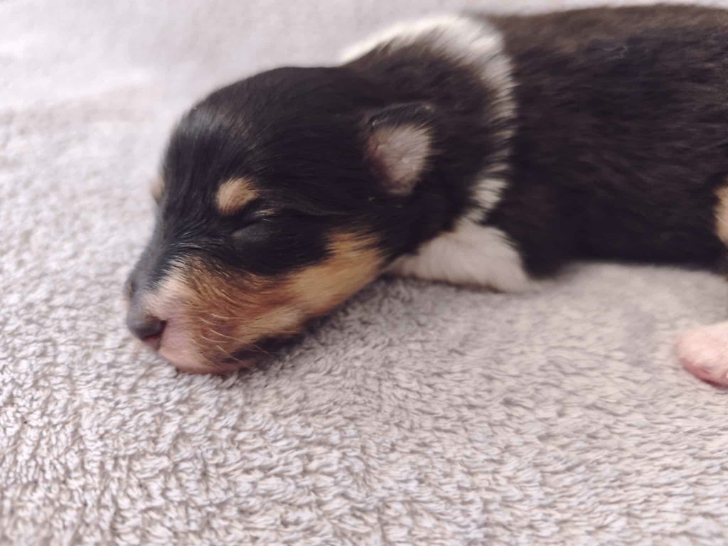 De La Tribu De Kiswana - Chiots disponibles - Shetland Sheepdog