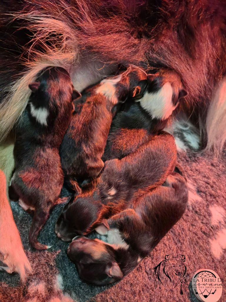 De La Tribu De Kiswana - Shetland Sheepdog - Portée née le 12/03/2021