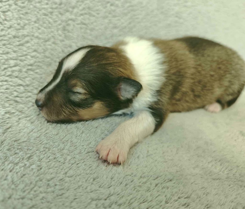 De La Tribu De Kiswana - Chiots disponibles - Shetland Sheepdog