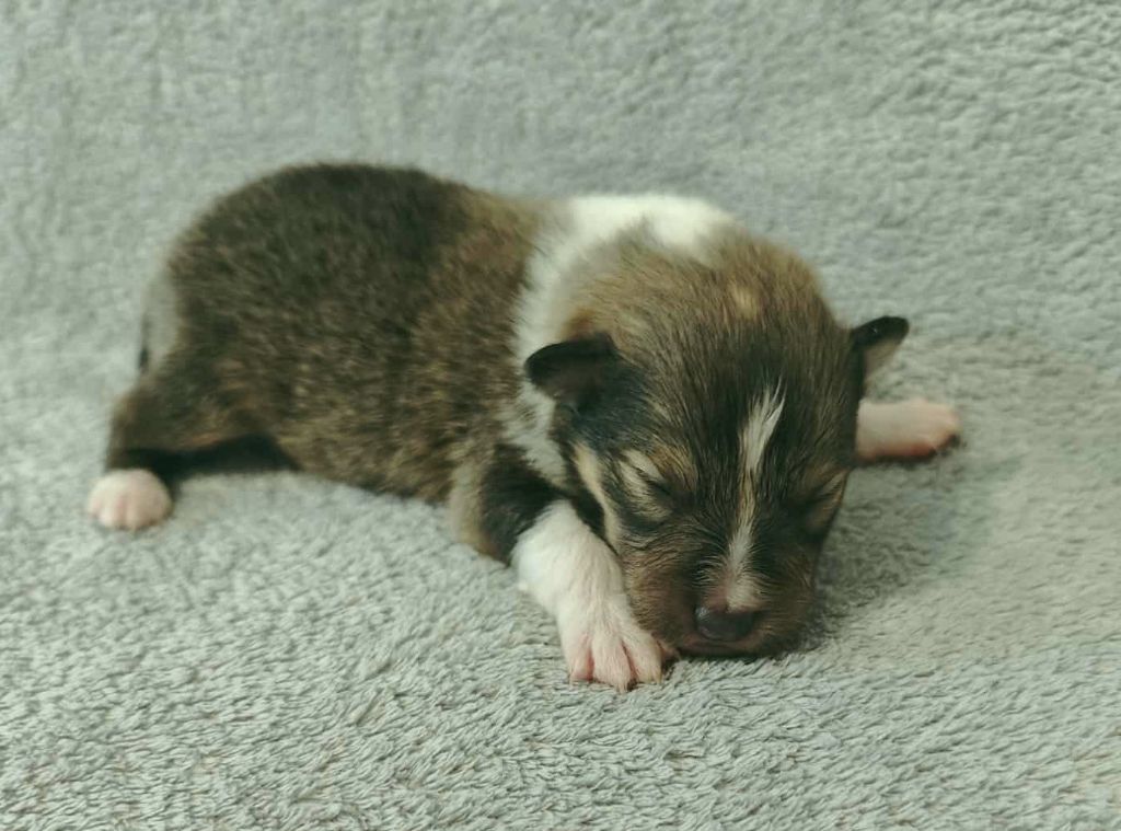 De La Tribu De Kiswana - Chiots disponibles - Shetland Sheepdog